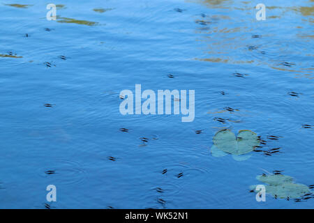 Gerridae Wasser striders auf Wasser, Finnland Stockfoto