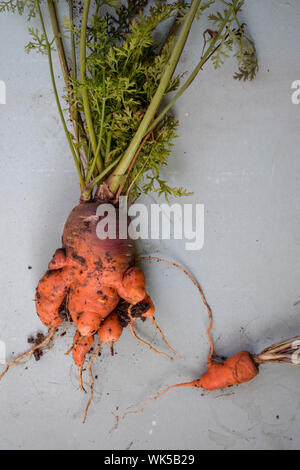 Hässliche Karotte Gemüse. Seltsam, witzig-förmigen Karotte mit Tops auf einem hellen Hintergrund. Gemüse Ernte Konzept Stockfoto