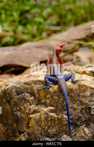 Mwanza Flachbild-headed Rock Agama Lizard, Mara Fluss, Kenia Stockfoto