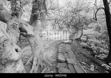 Landschaft aus Wald in Infrarot Fotografie. Stockfoto