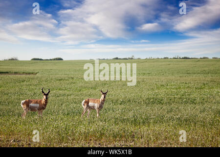 Prong Hörnern Antilopen in einem Feld in ländlichen Saskatchean. Stockfoto