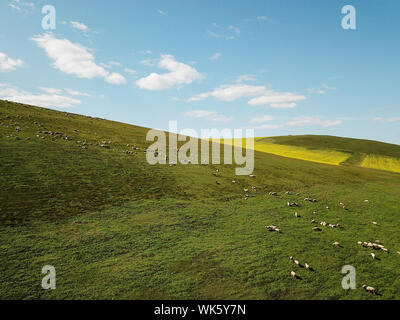 (190904) - HULUNBUIR, Sept. 4, 2019 (Xinhua) - luftaufnahme am 12.08.29, 2019 zeigt einen Blick in das Grünland in Hulunbuir, North China Autonome Region Innere Mongolei. Im Nordosten der Autonomen Region Innere Mongolei, Hulunbuir, nach den Hulun Buir Nur und Nur befindet, umfasst eine Fläche von etwa 253.000 Quadratkilometern. Es ist die Heimat von mehr als 40 ethnische Gruppen, einschließlich Han, Mongolisch, Daur, Ewenki, Oroqen und Russisch, etc. Es schöne Wiesen und ausgedehnten Wäldern, von denen mehr als 500 Seen, über 3.000 Flüsse und Feuchtgebiete dot bietet. Die Wiese, klare w Stockfoto