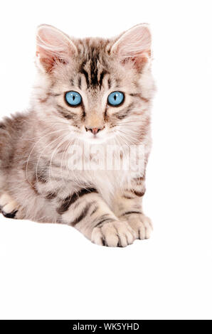 Silber Tabby Katze mit blauen Augen Festlegung auf weißem Hintergrund Stockfoto