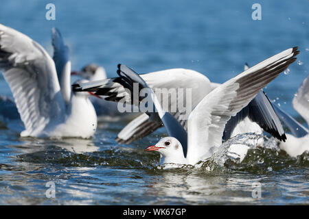 Möwen spielen im Meer, Ausziehen, schwebend. Nahaufnahme Stockfoto