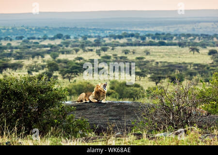 Löwe liegend auf den Felsen und brüllt auf Savanne bei Sonnenuntergang. Safari in der Serengeti, Tansania, Afrika Stockfoto