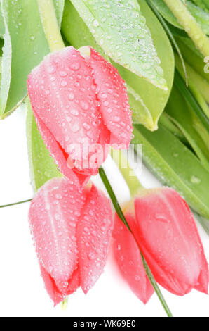 Drei Magenta Tulpen mit Blätter treibt, grünes Gras und Wassertropfen Nahaufnahme auf weißem Hintergrund Stockfoto