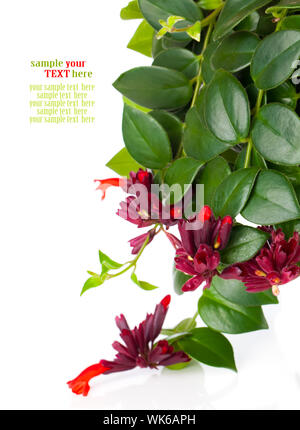 Äschyanthus, Schamblume (Aeschynanthus Radicans) im Topf, isoliert auf weißem Hintergrund Stockfoto