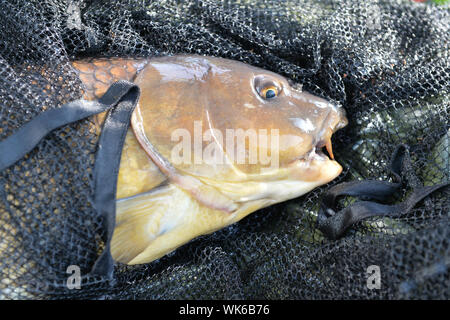 Auffangschale Karpfen im Fischernetz Stockfoto