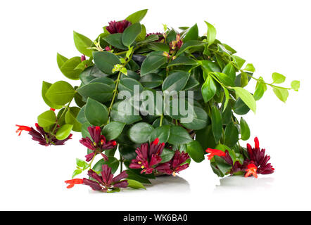 Äschyanthus, Schamblume (Aeschynanthus Radicans) im Topf, isoliert auf weißem Hintergrund Stockfoto