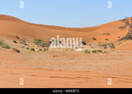 Springbok zwischen Dünen in der Nähe von Sossusvlei in Namibia Stockfoto