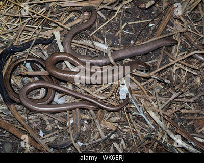 Slow Worm, Anguis fragilis, kleine Gruppe, Skokholm, Wales, August 2019 Stockfoto