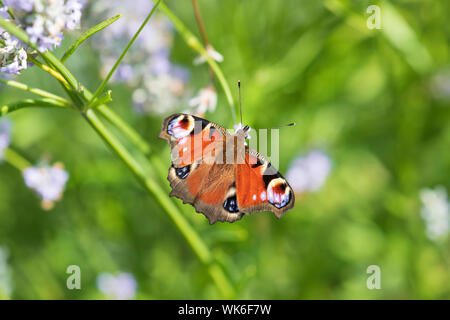 Ein schöner Pfau Schmetterling Aglais io ruht auf englischen Lavendel in einem Cottage Garten Stockfoto