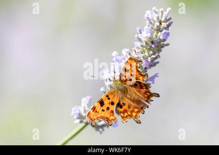 Komma Schmetterling (polygonia c-Album) auf Englisch Lavendel im Sommer in einem Garten in Nord Wales, Großbritannien Stockfoto