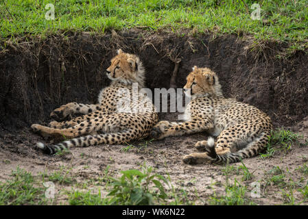 Zwei cheetah Cubs liegen neben der Erde Bank Stockfoto