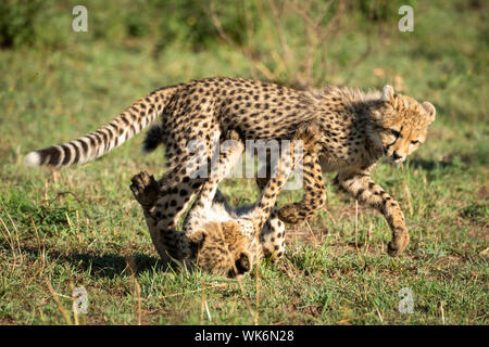 Zwei cheetah Cubs spielen Kämpfen auf Gras Stockfoto