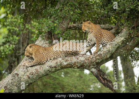 Zwei Leoparden Look von Flechten bewachsene Zweig Stockfoto