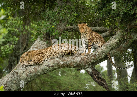 Zwei Leoparden Sitzen und Liegen im Baum Stockfoto