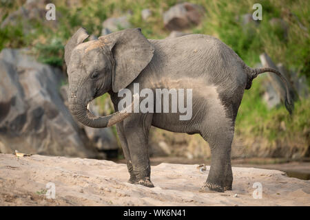 Junge afrikanische Bush elephant genießt Sandbad Stockfoto