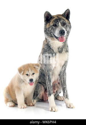 Welpen und Erwachsenen Akita Inu vor weißem Hintergrund Stockfoto