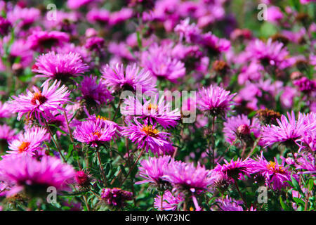 Aster Herbst Blumen. Big Bush lila Astern blühen in den Hof im September. Hell rosa Blume Astern Nahaufnahme. Herbstliche Blumen im Wind Stockfoto