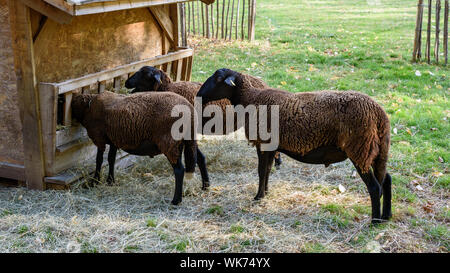 Schwarze Schafe grasen in den Parc de la Villette, Paris, Frankreich. Stockfoto