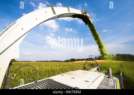 Moderne Mähdrescher Harvester entladen grünen Mais in die Lastwagen Stockfoto