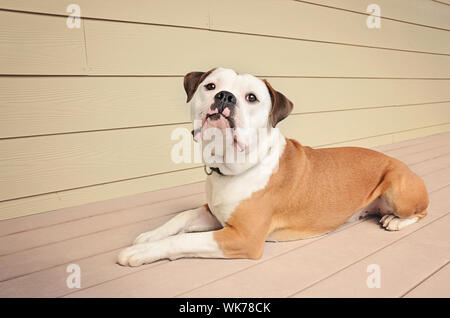 Eine Olde English Bulldogge zur Festlegung im Freien Stockfoto