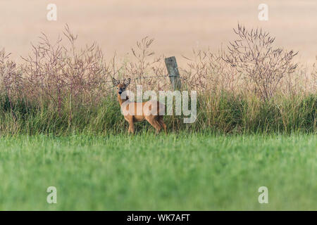 Junge Rehe Buck auf die Hecke. Grünes Feld in den Vordergrund. Stockfoto
