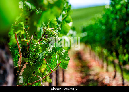 Weißwein Trauben am Weinstock Anlage im Elsass, Frankreich, Europa Stockfoto