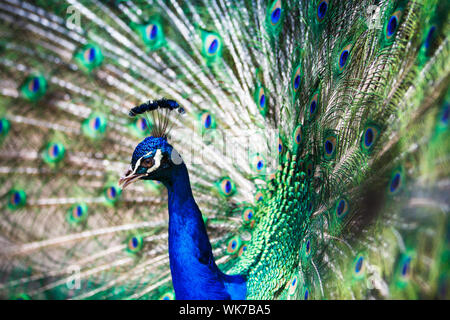 Prächtige Pfau mit Federn heraus (Pavo Cristatus) (shallow DOF; Farbe getönt) Stockfoto