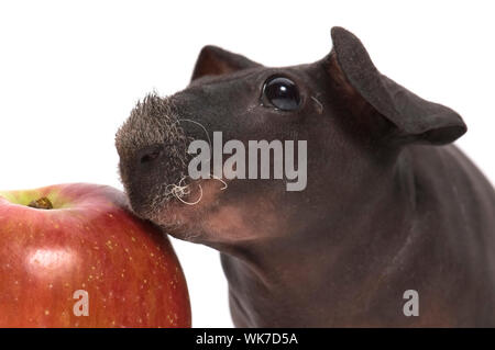 Skinny Meerschweinchen Stockfoto