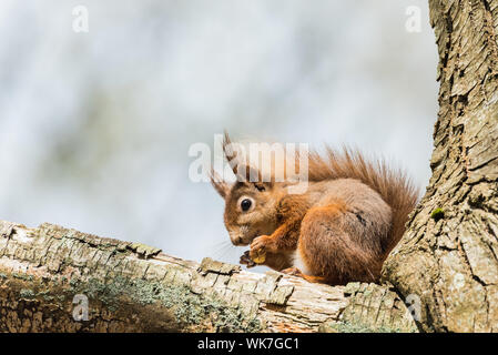 Eichhörnchen auf der Insel Brownsea, Dorset. Stockfoto