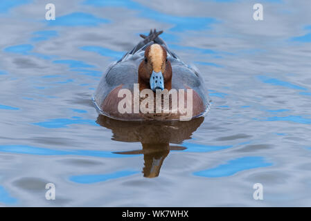 Pfeifente, Anas penelope, Kopf mit tiefblauen Himmel im Wasser wider. Ansicht schließen. Stockfoto
