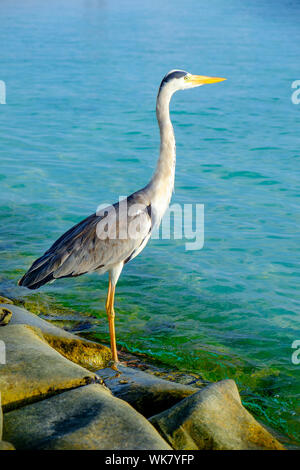 Grau-Chiron am Strand. Malediven Indischer Ozean. Stockfoto