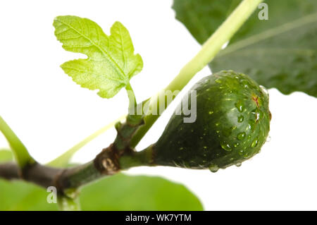 Früchte des Baumes ein Bild mit Blättern, die es auf einem weißen Hintergrund isoliert ist. Stockfoto
