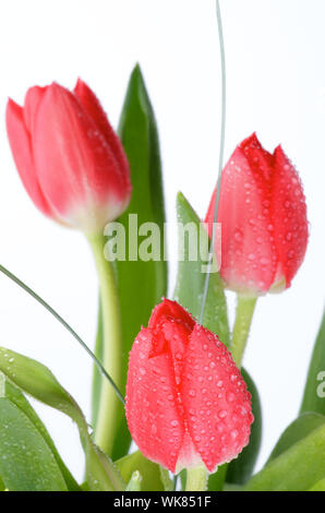 Anordnung von drei Frühling Tulpen mit Wassertropfen und grüne Blätter isoliert auf weißem Hintergrund Stockfoto