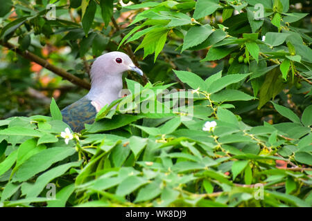 Grüne Imperial Pigeon, Festung Galle, Sri Lanka Stockfoto