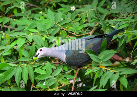 Grüne Imperial Pigeon, Festung Galle, Sri Lanka Stockfoto