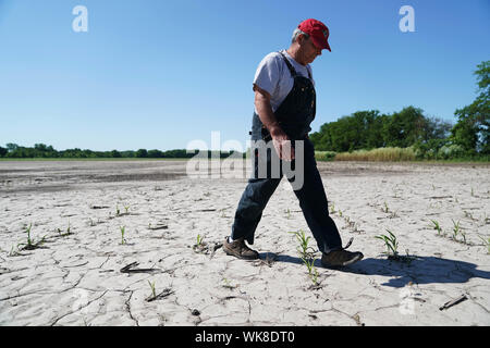 Peking, USA. 10 Juni, 2019. Blake Hurst, Präsident der Missouri Farm Bureau, auch Mais, Soja und Gewächshaus Landwirt, Spaziergänge auf seinem Feld in Tarkio, Missouri, United States, 10. Juni 2019. Quelle: Liu Jie/Xinhua/Alamy leben Nachrichten Stockfoto