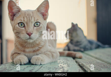 Gelbe Katze auf einem blauen Holztisch mit seinem Freund auf dem Hintergrund Stockfoto