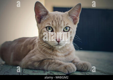 Gelbe Katze auf einem blauen Holztisch, auf dem Land Stockfoto