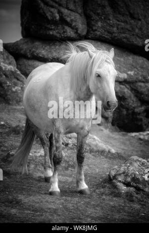 In der Nähe von Dartmoor Pony Sattel Tor, Dartmoor, Devon, Großbritannien Stockfoto