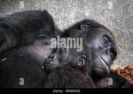 Gesichter von zwei Schimpansen zusammen schlafen. Motherlove Familie Tiere. Die Pan troglodytes, gemeinsame robuste Schimpanse, oder Schimpansen, einem afrikanischen Great Ape. Stockfoto