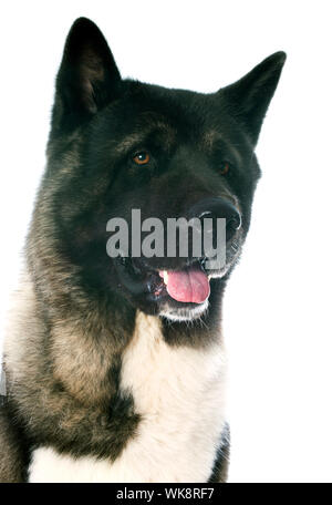 American Akita vor weißem Hintergrund Stockfoto