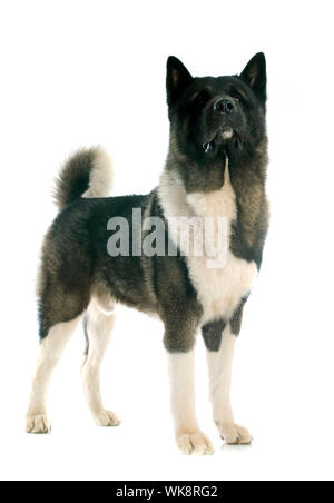 American Akita vor weißem Hintergrund Stockfoto