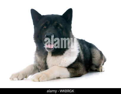 American Akita vor weißem Hintergrund Stockfoto