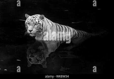 Schwarz / weiß-Bild von einem weißen Tiger im Wasser Stockfoto
