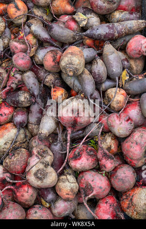 Anzeige der frisch geernteten Runde und längliche rote Rüben. Stockfoto