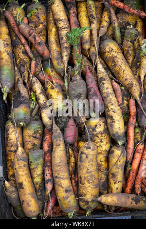 Anzeige der ungewaschene frisch geernteten gelbe Karotten Stockfoto