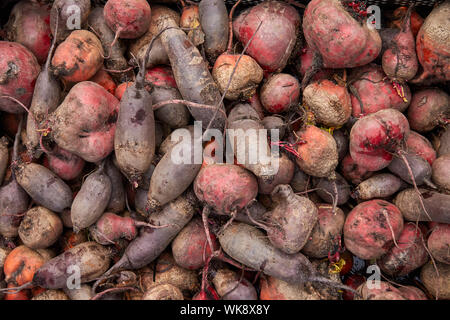 Anzeige der frisch geernteten Runde und längliche rote Rüben. Stockfoto